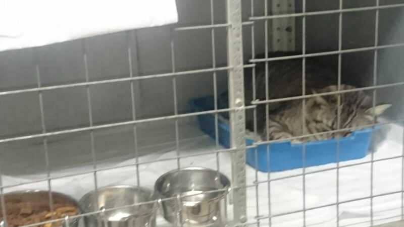 Один из котиков, который сейчас находится в клинике на передержке, к сожалению, хочется создать для них более домашнюю уютную комфортную атмосферу для них
