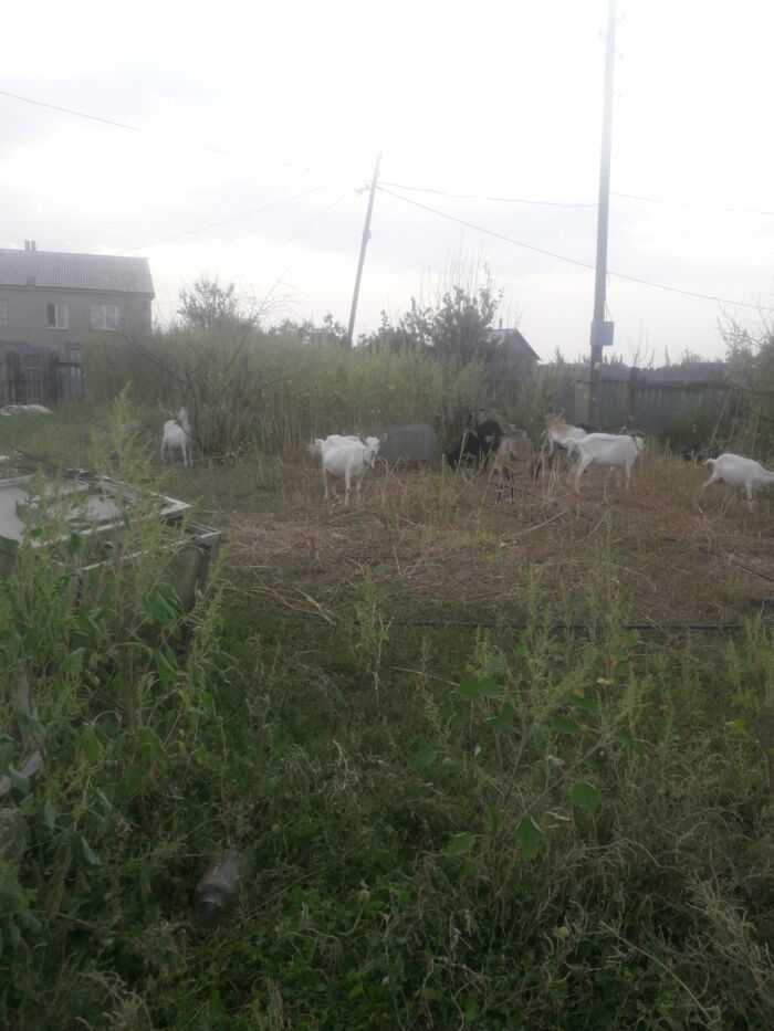 Часть участка и мои питомцы