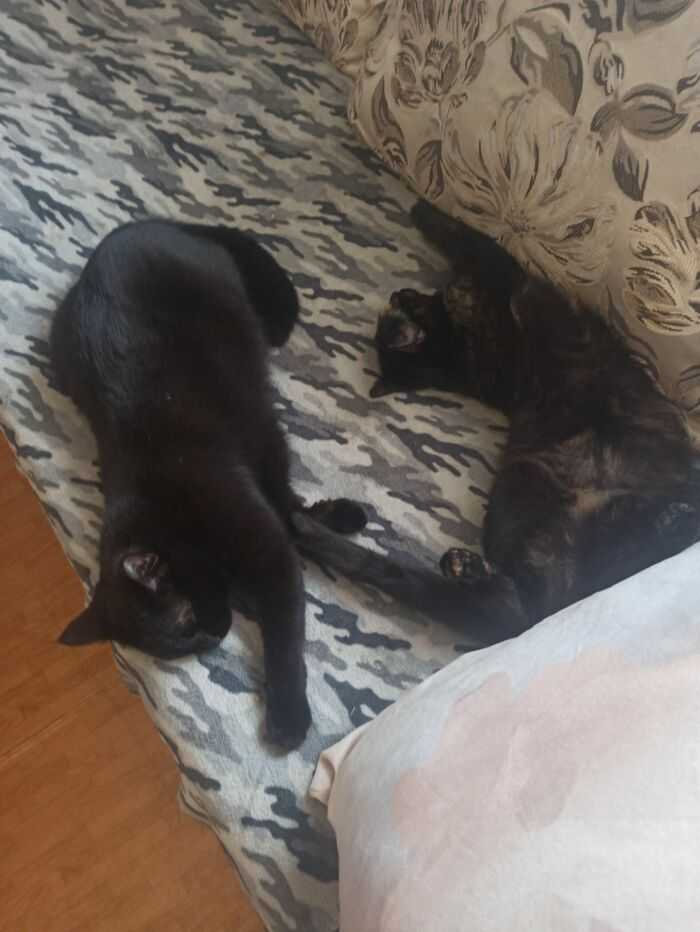 Собрик и Пусиль