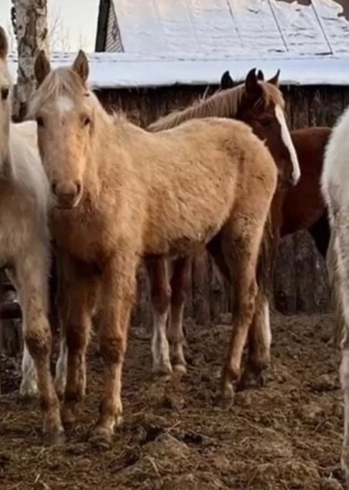 Жеребенок ожидающий выкупа