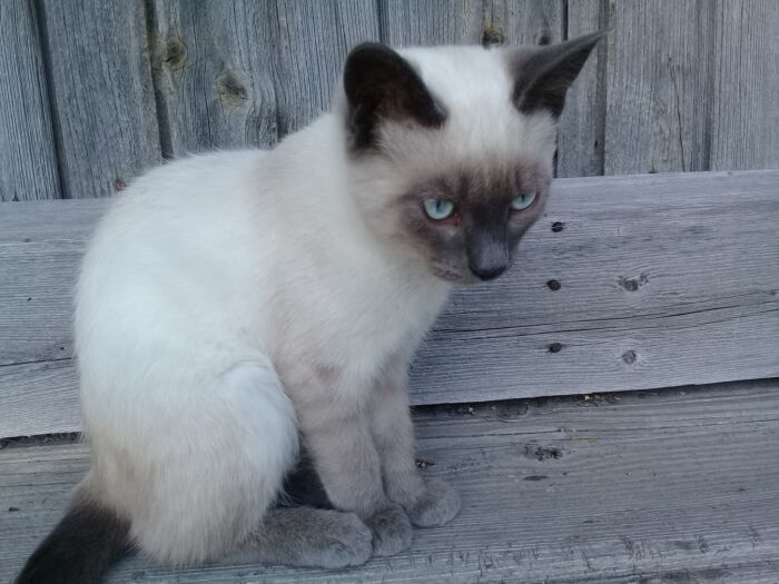 Котик Тимошка