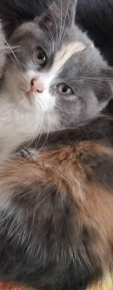 котенок Бусинка