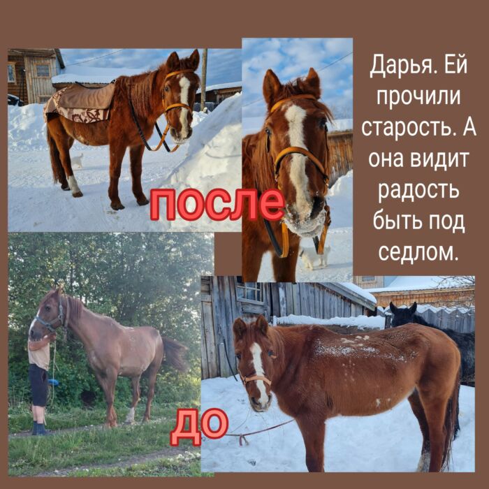 Кобыла выкуплена с бойни и передержки
