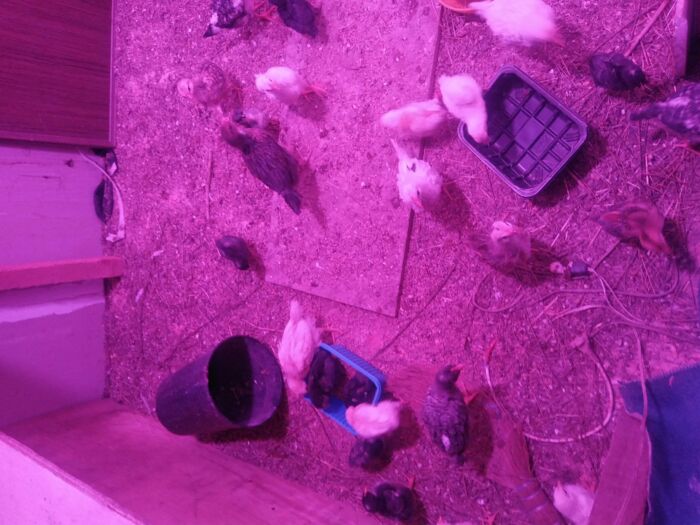 Мои цыплята,