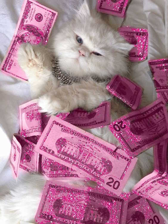 кот в деньгах